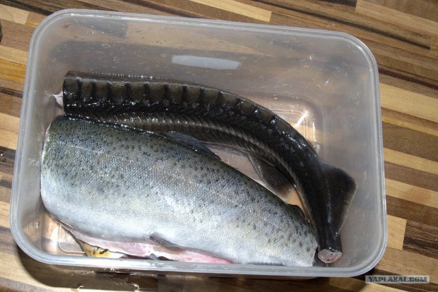 Все из рыбы!