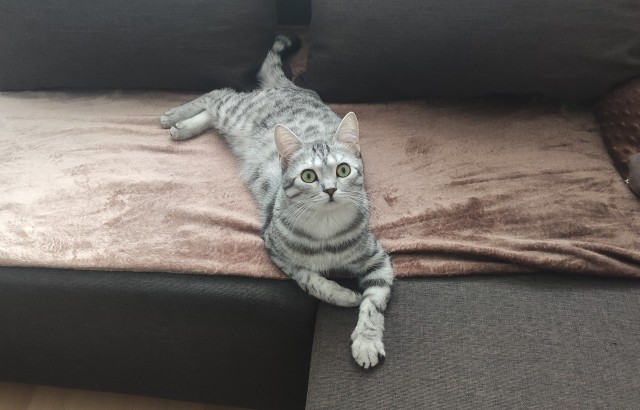 Котовторнику быть