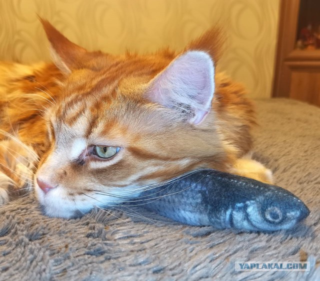 Вторник. Котэ. Пора
