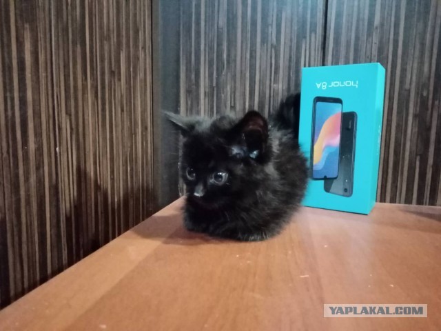 Мои пушистые (и не очень) подопечные 7