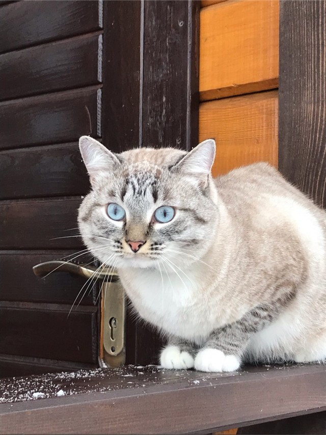 Котовторник 25.01.22