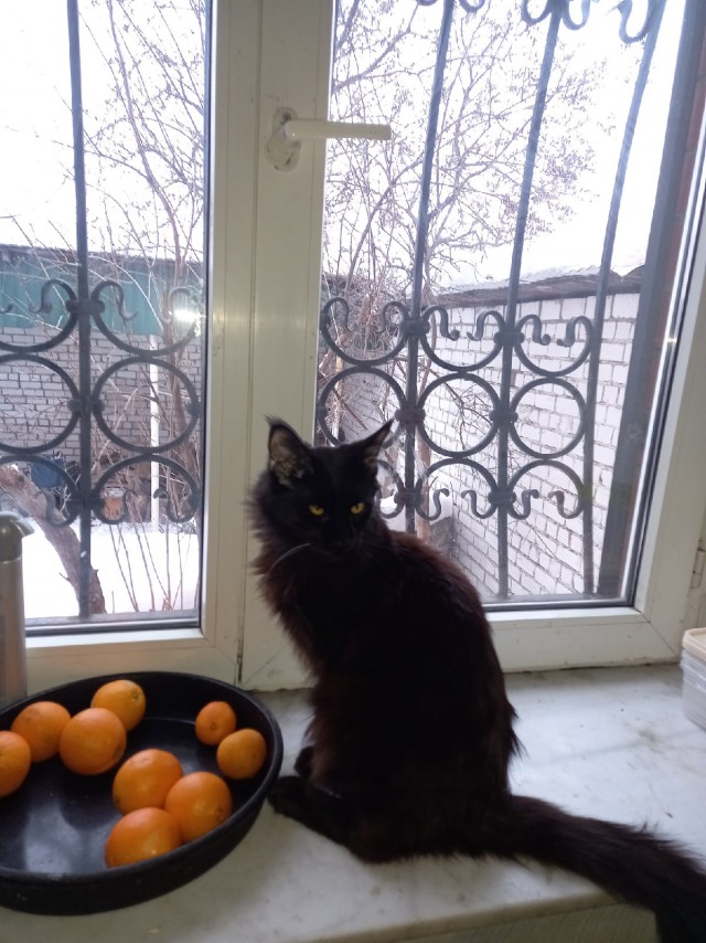 Жизнь домашнего приюта "Котоленд" 326