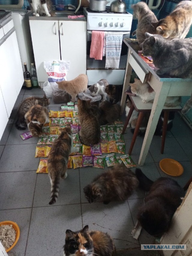 Котики в беде
