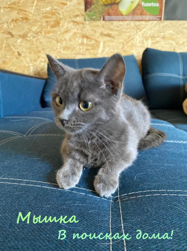 Жизнь домашнего приюта "Котоленд" 334