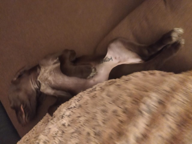 У кого какие животные? (Про мужей чур не писать)