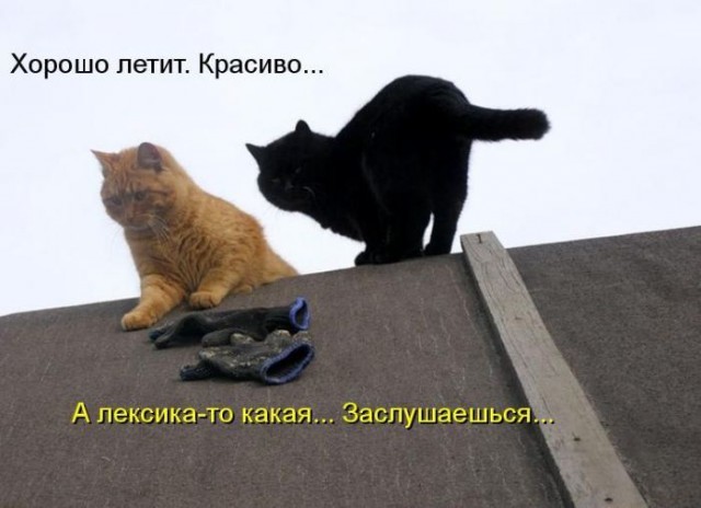 Так себе картинки 26.06.22