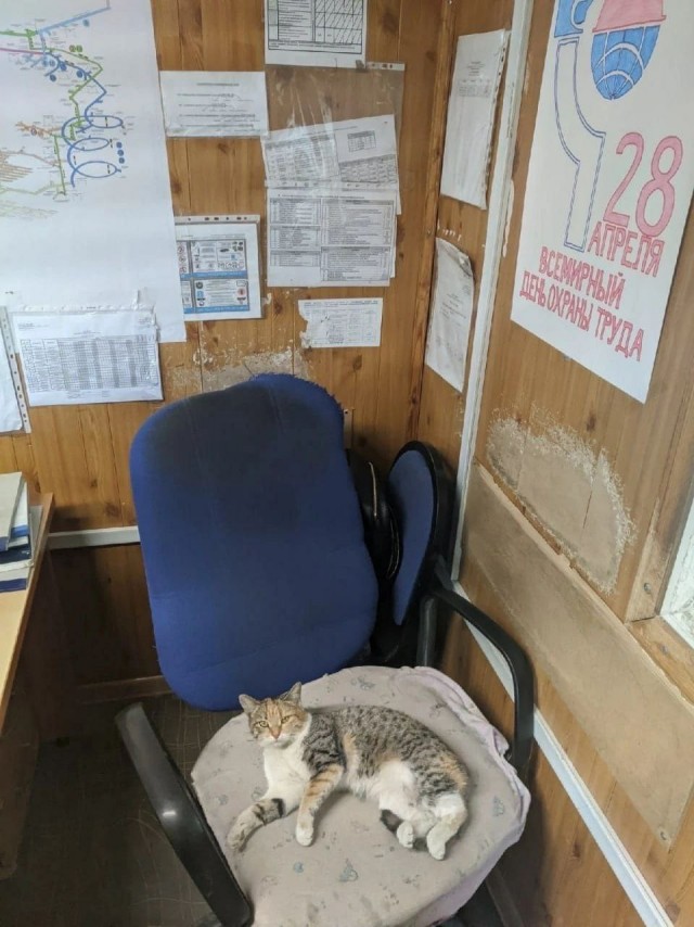 Коты ишачат на заводе