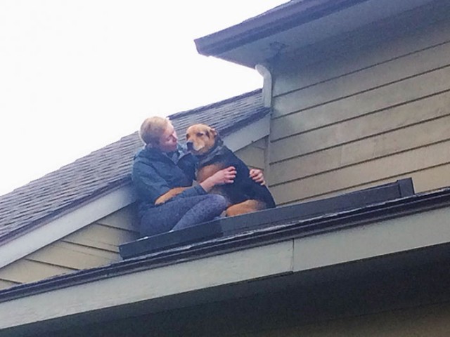 Животные дурачились и в конечном итоге нуждались в помощи человека