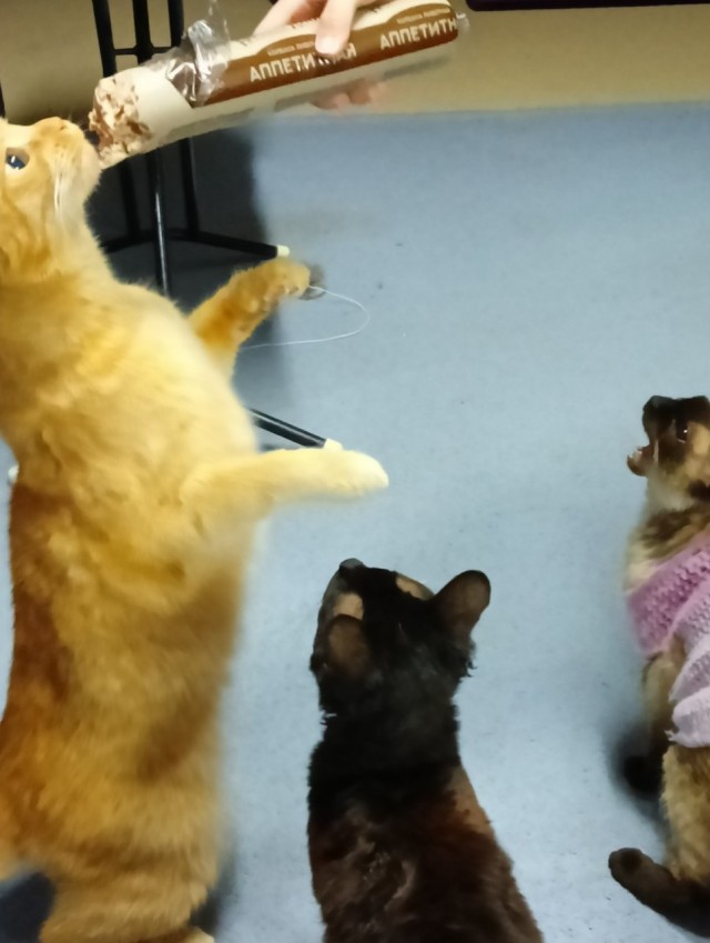 Котенок проснулся