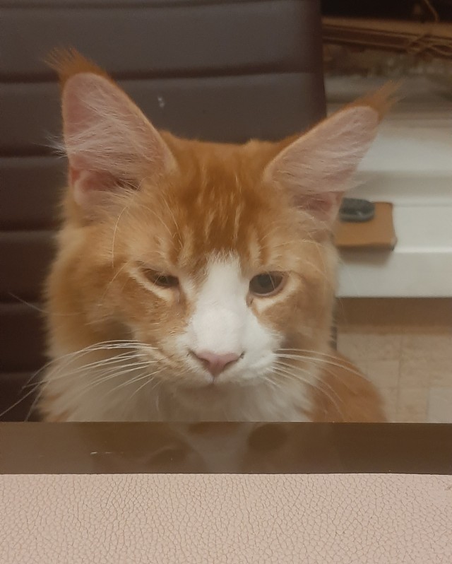 Свекровь подговаривает мужа сделать тест ДНК нашему сыну. Боюсь результата, так как есть грешок