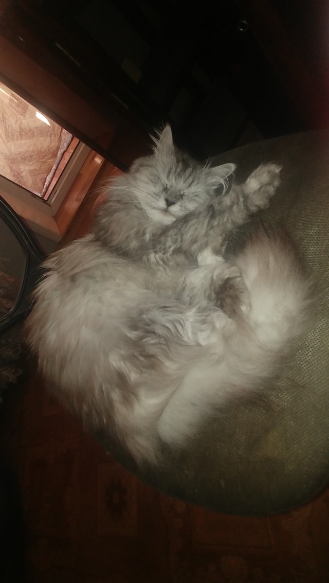 Начинаем котовторник.