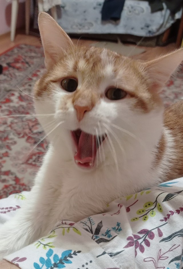 Вы хочите кошек, их есть у меня...