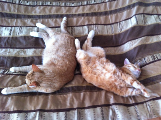 Котовторник 09.04.2013