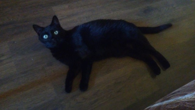 Кошак