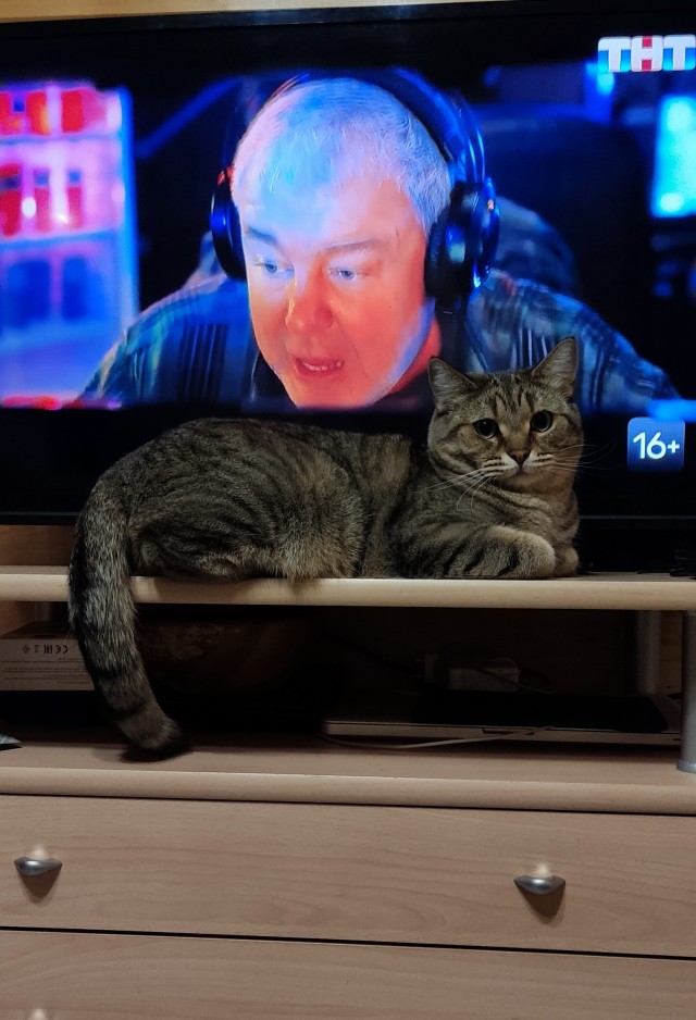 Котовторник 09.04.24