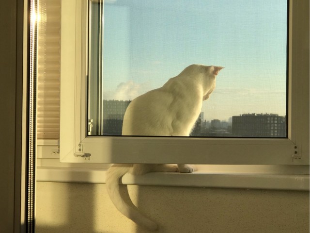 Мэйн-кун!  Котовторнику посвещается!
