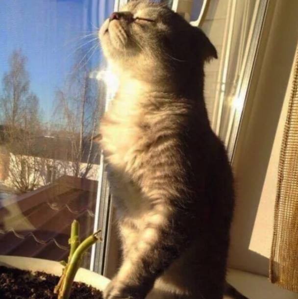 Абсолютный максимум температуры побит в Москве — +8,1°C зафиксировали сегодня