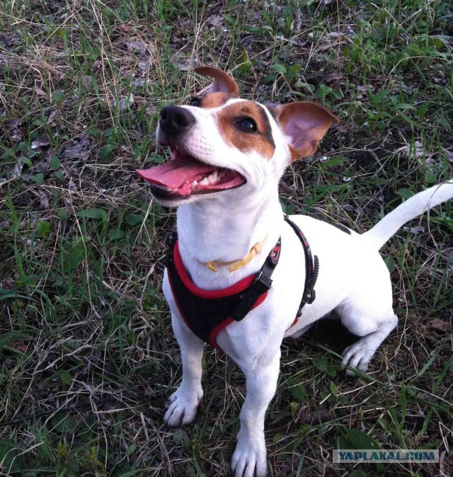 10 самых агрессивных пород собак