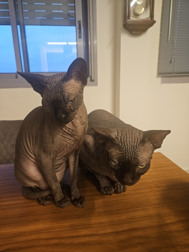 Голод не тётка