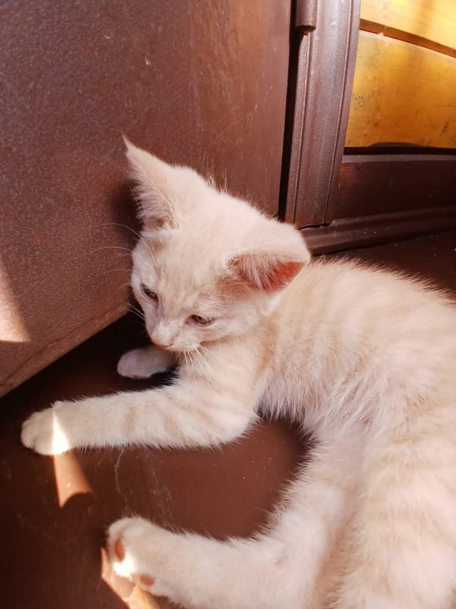 Отдам котят