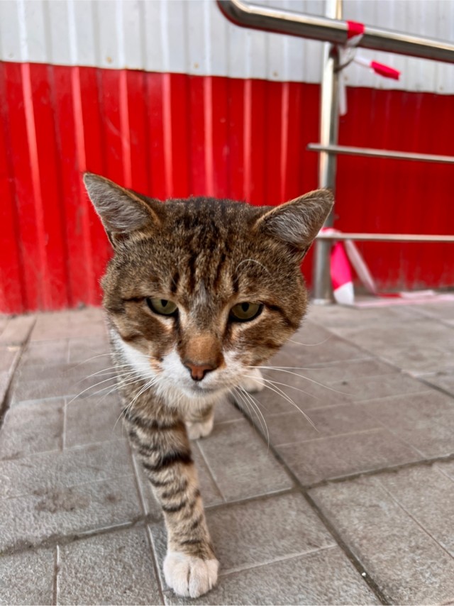 «Ты кто такой?» . Котовторник