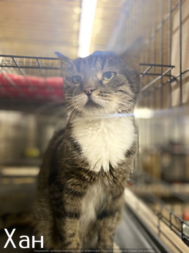 Жизнь домашнего приюта "Котоленд" 520