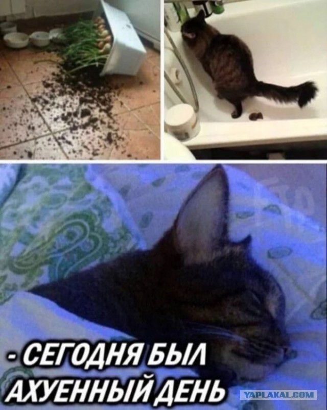 Подборка картинок-баянов с котиками и про котиков. Выпуск 30.