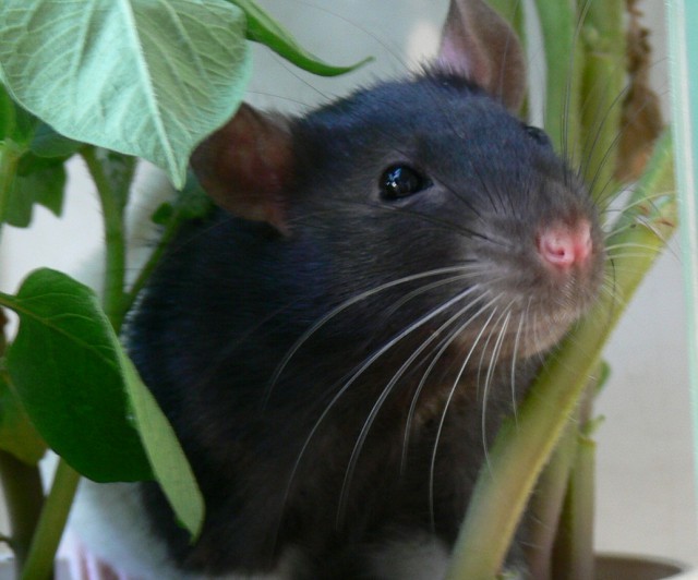 10 причин отбросить предрассудки и полюбить крыс