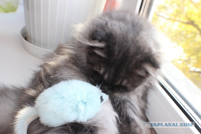 Котовторник 30.09.2014