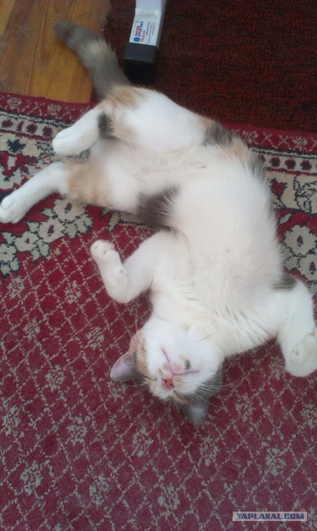 Котовторник 04.08.2015