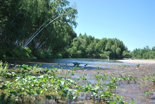 Небольшая дверь в Лето!