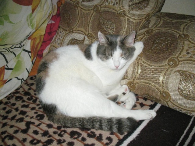 Котовторник 13.10.2015