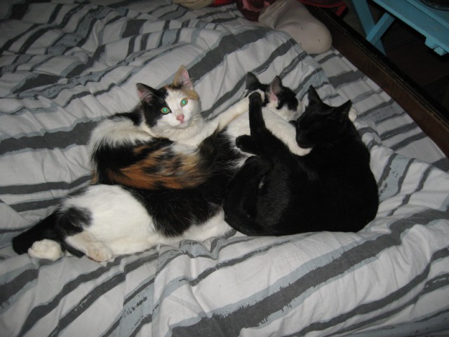 Пост невероятной кошачьей красоты. 25 фот.