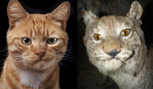 Когда решил сфотографировать кота
