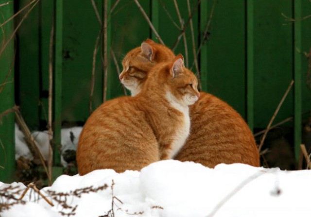 Коты из сети