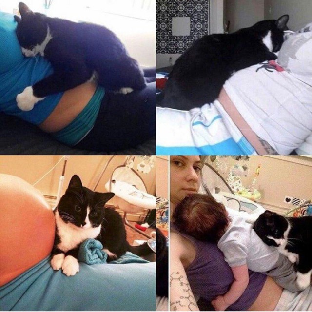 Коты и Кошки