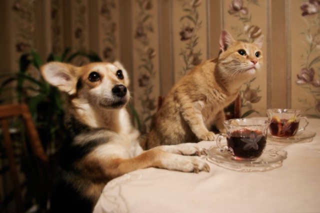 Коты и Кошки