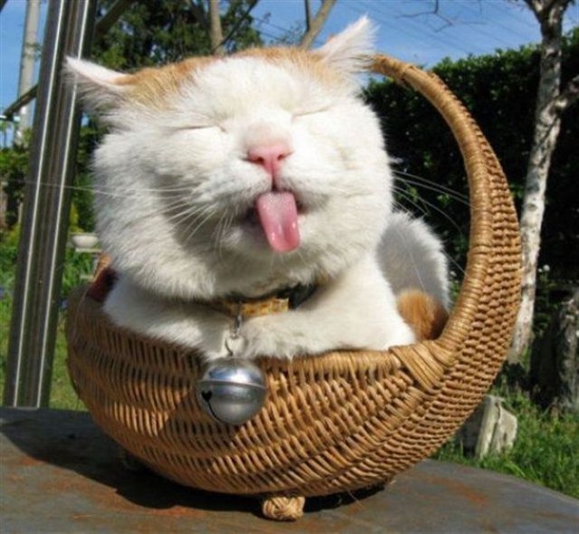 Коты и Кошки