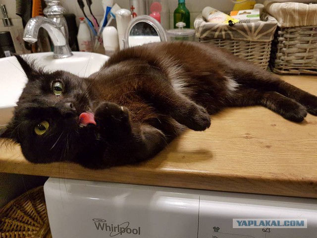 Котовторник 04.07.17