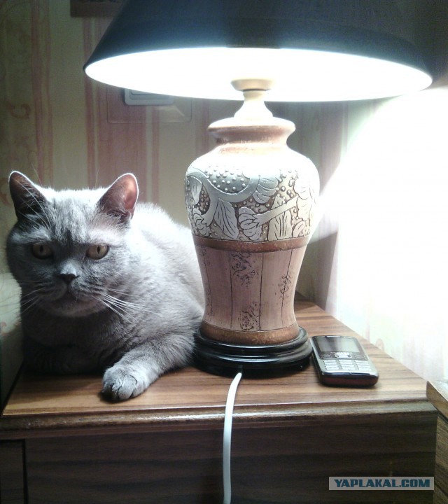 Котовторник 31.10.2017