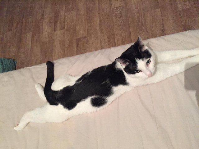Коты и Кошки