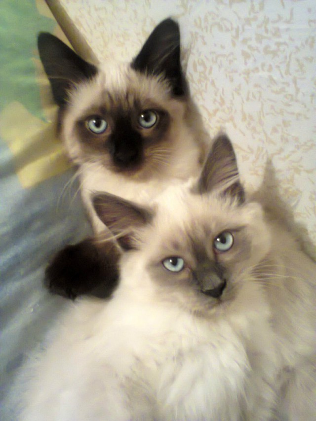 Котовторник 9.01.2018