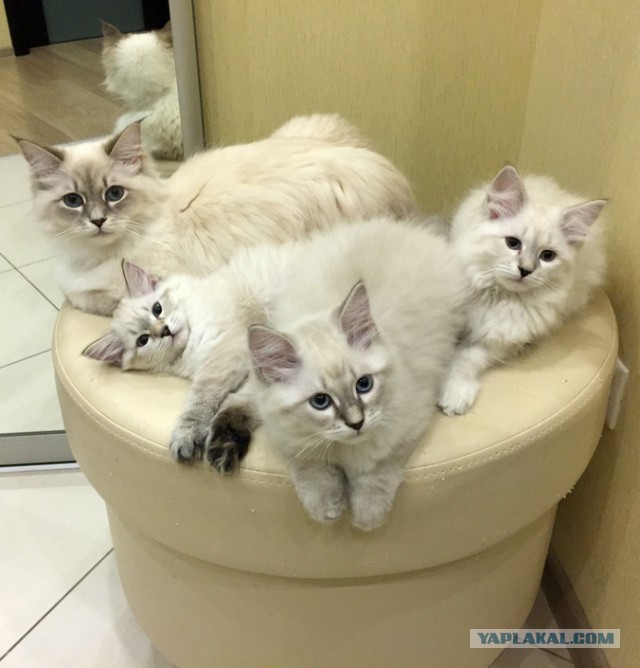 Котовторник  13.02.2018