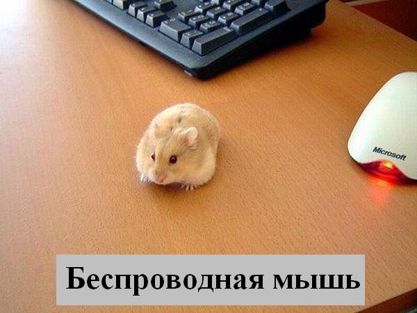 Весёлая подбока зверей (9 штук)