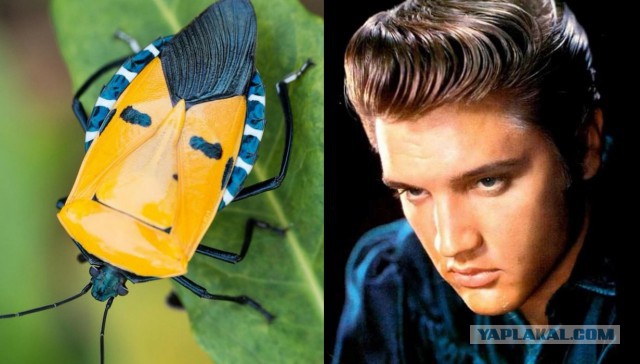 Подборка интересных и веселых картинок