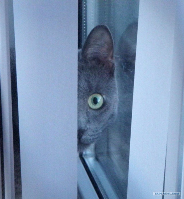 Котовторник уже сегодня!