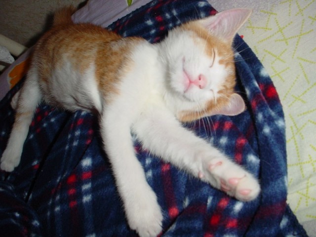 Котовторник 06.09.11