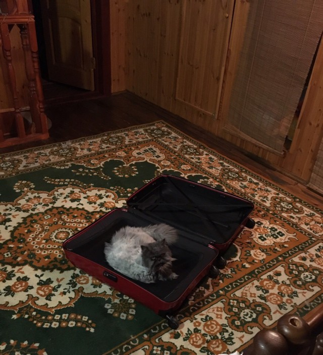 Немного милоты