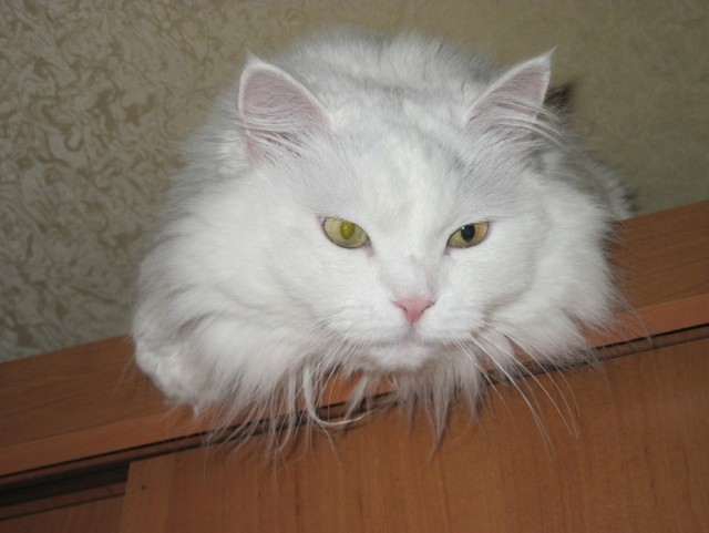 Котовторник! 13.03.2012