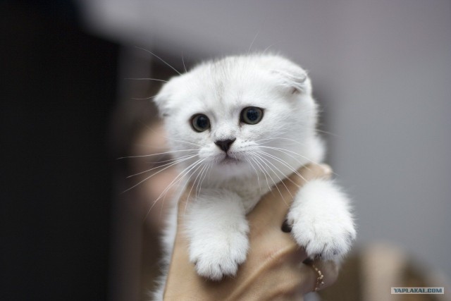 Котовторник 20.03.2012